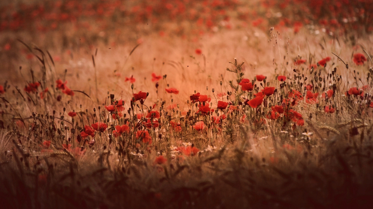 Flores Rojas en Campo Marrón Durante el Día. Wallpaper in 1280x720 Resolution