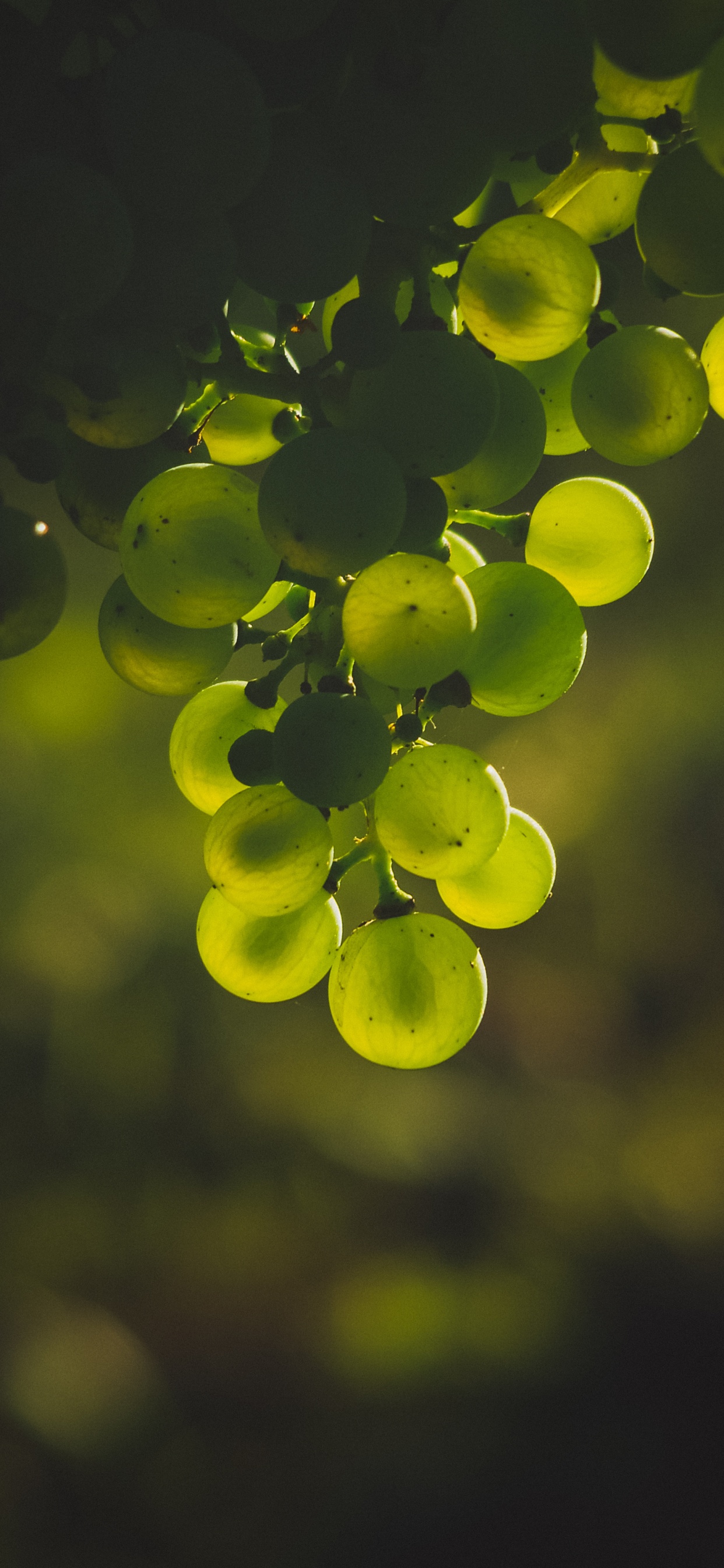 Fruits Verts Dans L'objectif à Basculement. Wallpaper in 1242x2688 Resolution