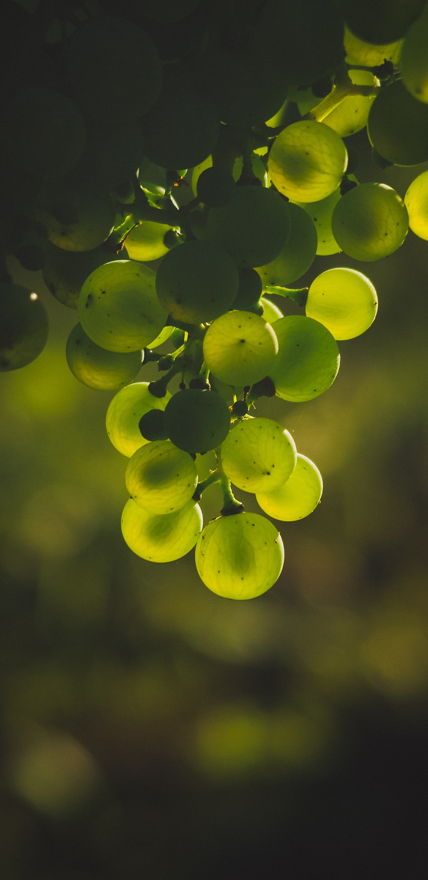 Fruits Verts Dans L'objectif à Basculement. Wallpaper in 1440x2960 Resolution
