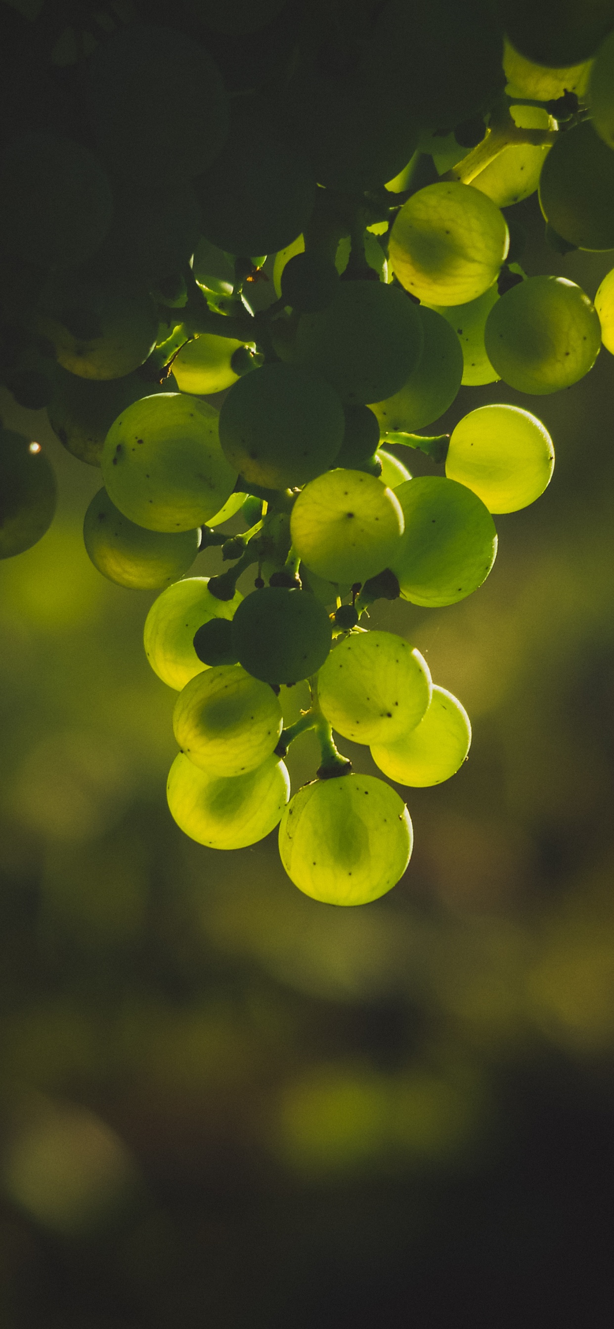 Green Fruits in Tilt Shift Lens. Wallpaper in 1242x2688 Resolution