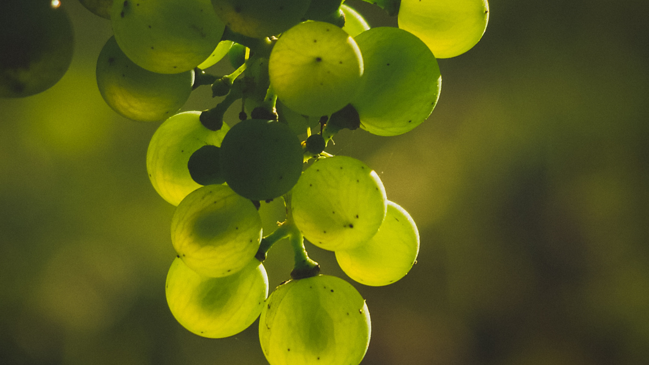 Green Fruits in Tilt Shift Lens. Wallpaper in 1280x720 Resolution
