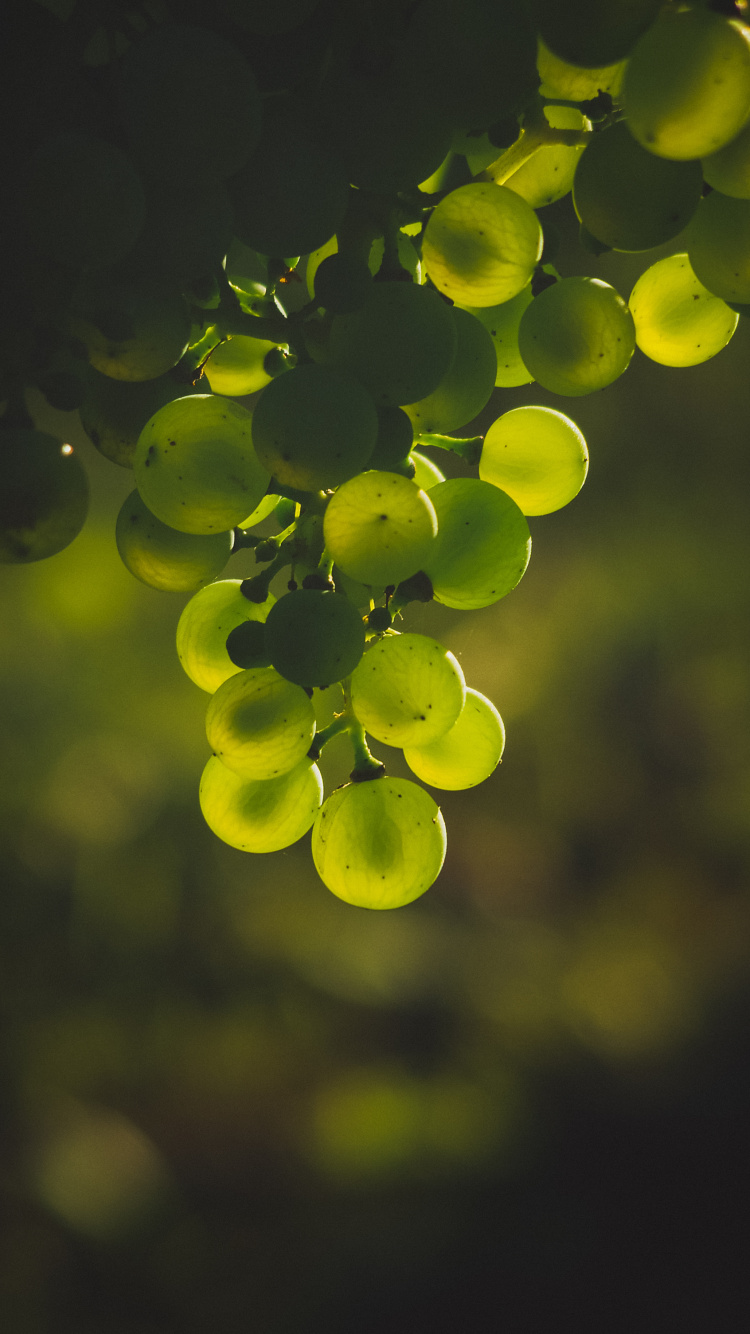 Green Fruits in Tilt Shift Lens. Wallpaper in 750x1334 Resolution