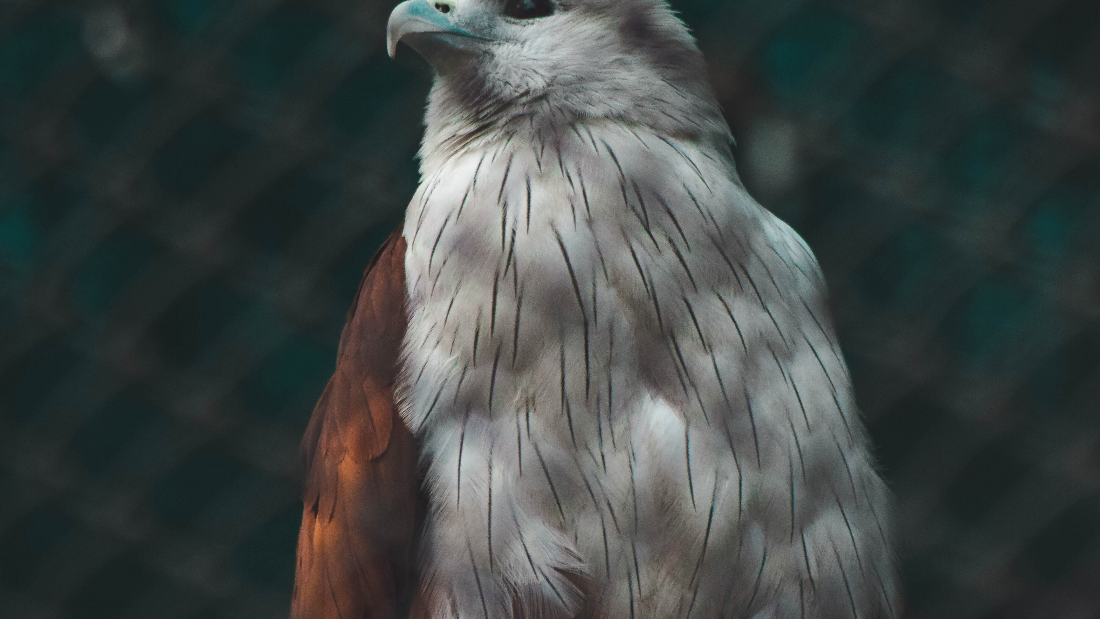 Brown and White Bird on Black Metal Fence. Wallpaper in 3840x2160 Resolution