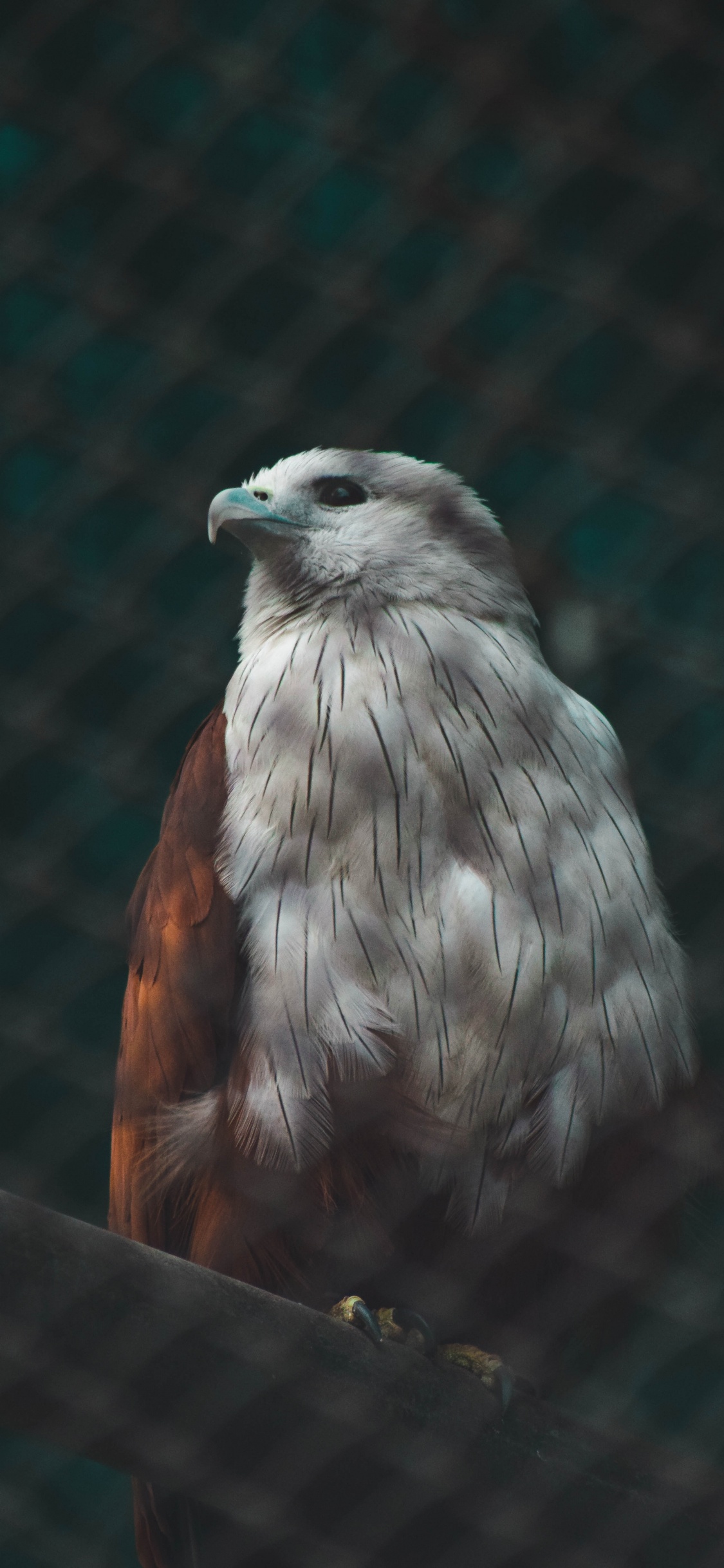 Oiseau Brun et Blanc Sur Une Clôture en Métal Noir. Wallpaper in 1125x2436 Resolution