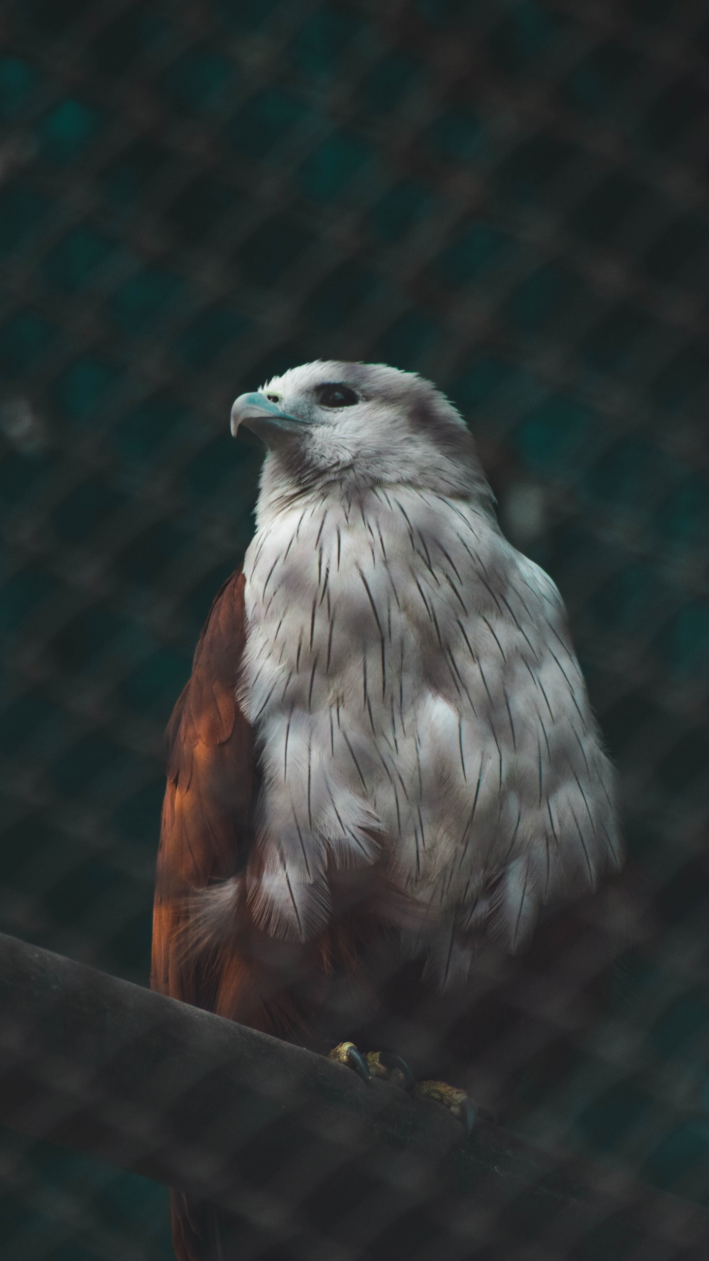 Oiseau Brun et Blanc Sur Une Clôture en Métal Noir. Wallpaper in 1440x2560 Resolution