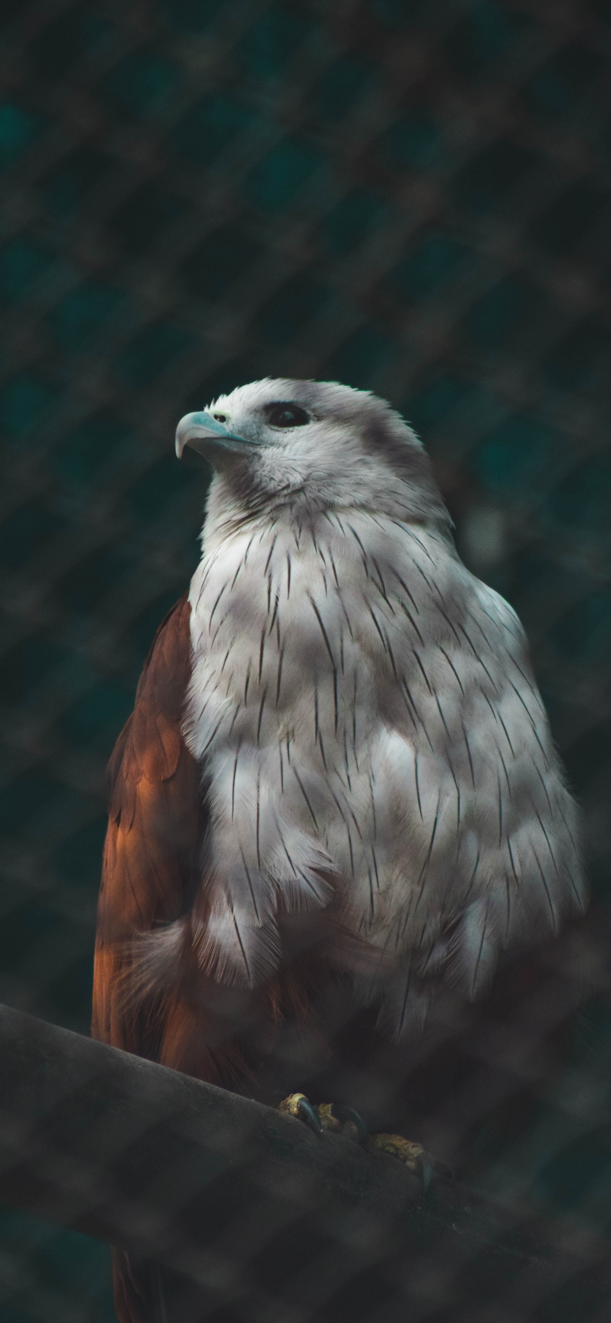 Pájaro Marrón y Blanco en la Valla de Metal Negro. Wallpaper in 1242x2688 Resolution