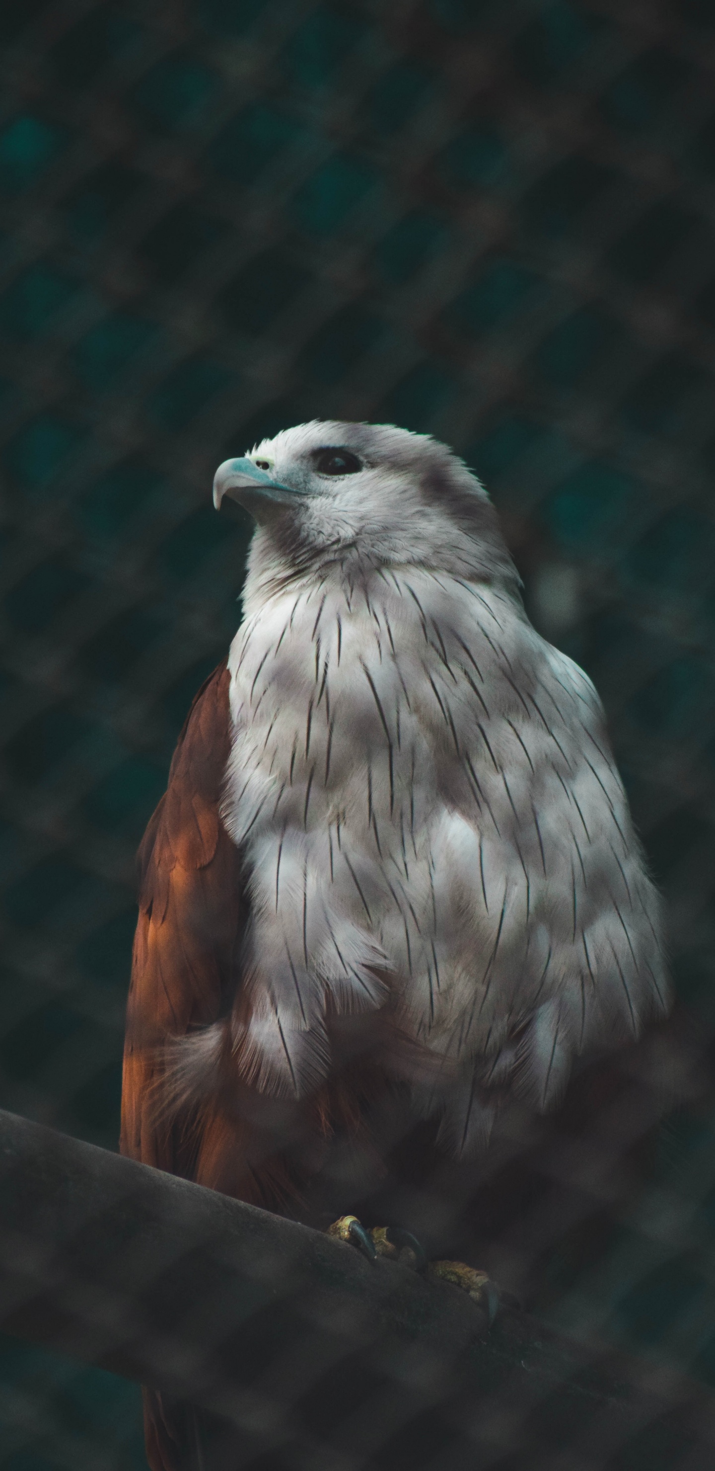 Pájaro Marrón y Blanco en la Valla de Metal Negro. Wallpaper in 1440x2960 Resolution