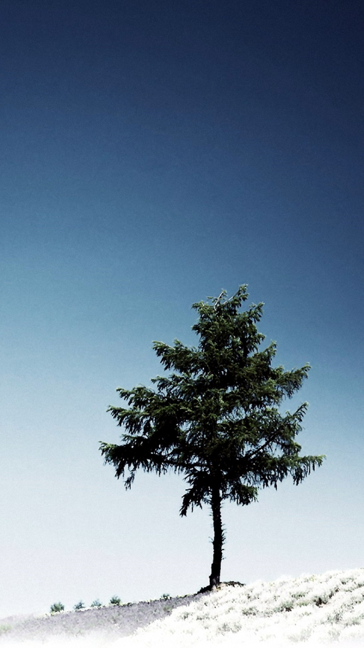 Grüner Baum Auf Weißem Schneebedecktem Feld Unter Blauem Himmel Tagsüber During. Wallpaper in 750x1334 Resolution