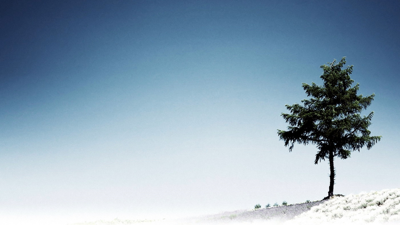 Green Tree on White Snow Covered Field Under Blue Sky During Daytime. Wallpaper in 1366x768 Resolution
