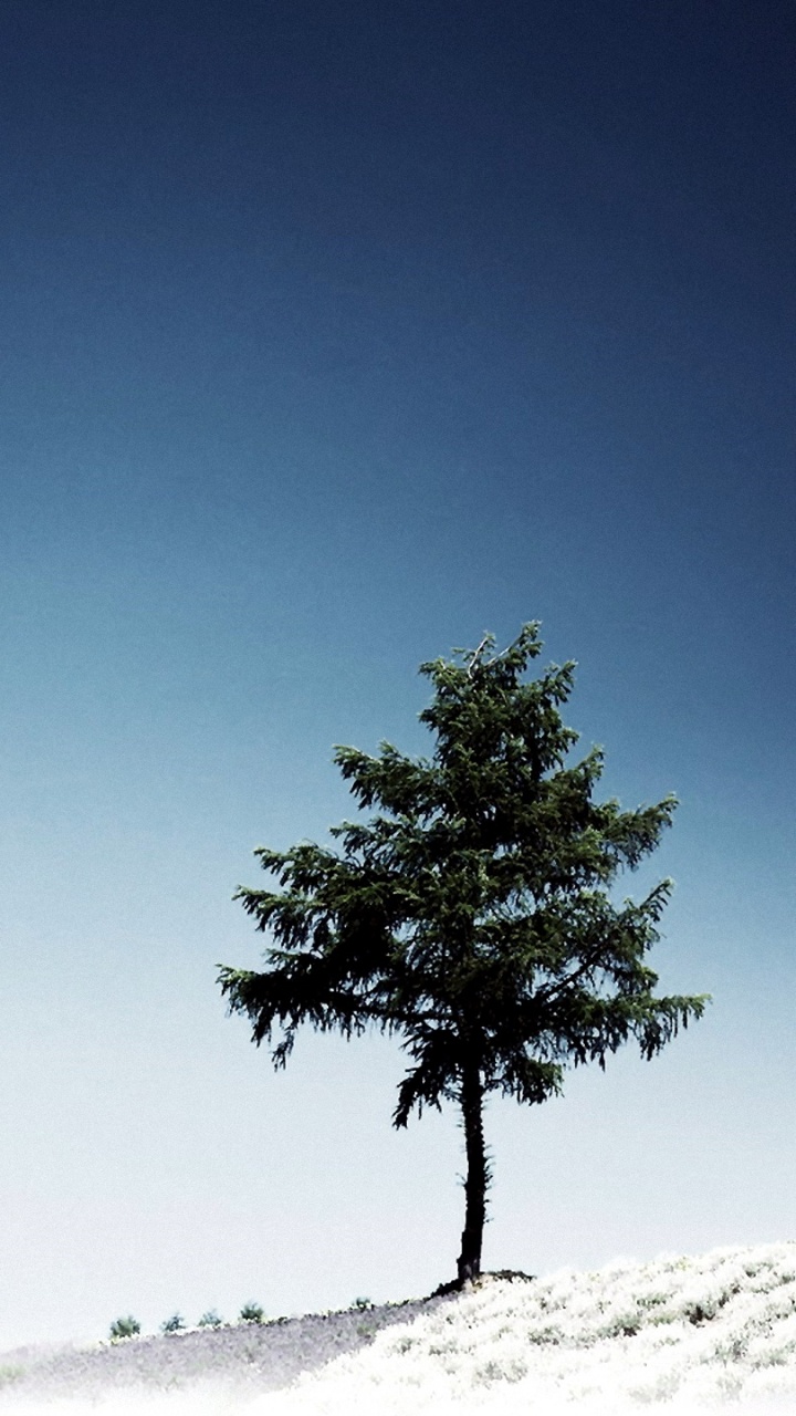 Green Tree on White Snow Covered Field Under Blue Sky During Daytime. Wallpaper in 720x1280 Resolution