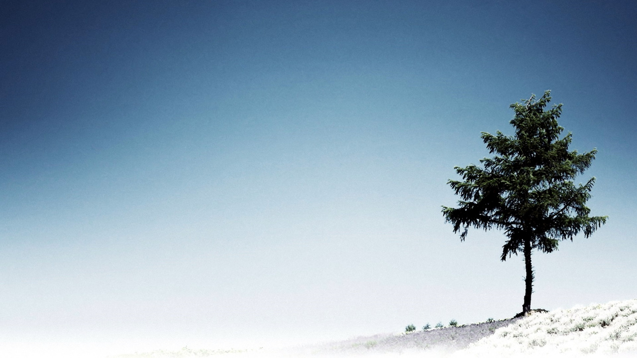 Arbre Vert Sur Champ Couvert de Neige Blanche Sous Ciel Bleu Pendant la Journée. Wallpaper in 1280x720 Resolution