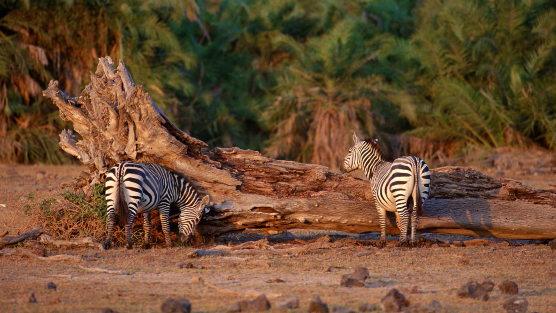 Zebra Standing on Brown Soil During Daytime. Wallpaper in 1920x1080 Resolution