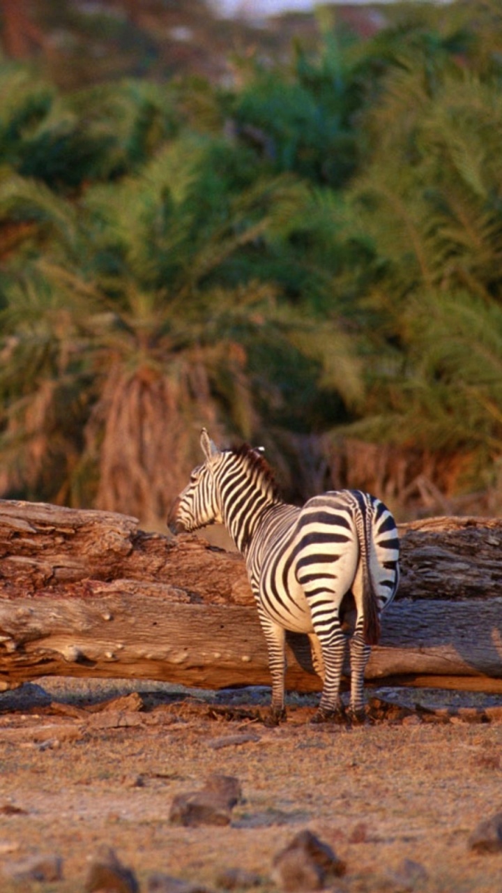 Zebra Standing on Brown Soil During Daytime. Wallpaper in 720x1280 Resolution