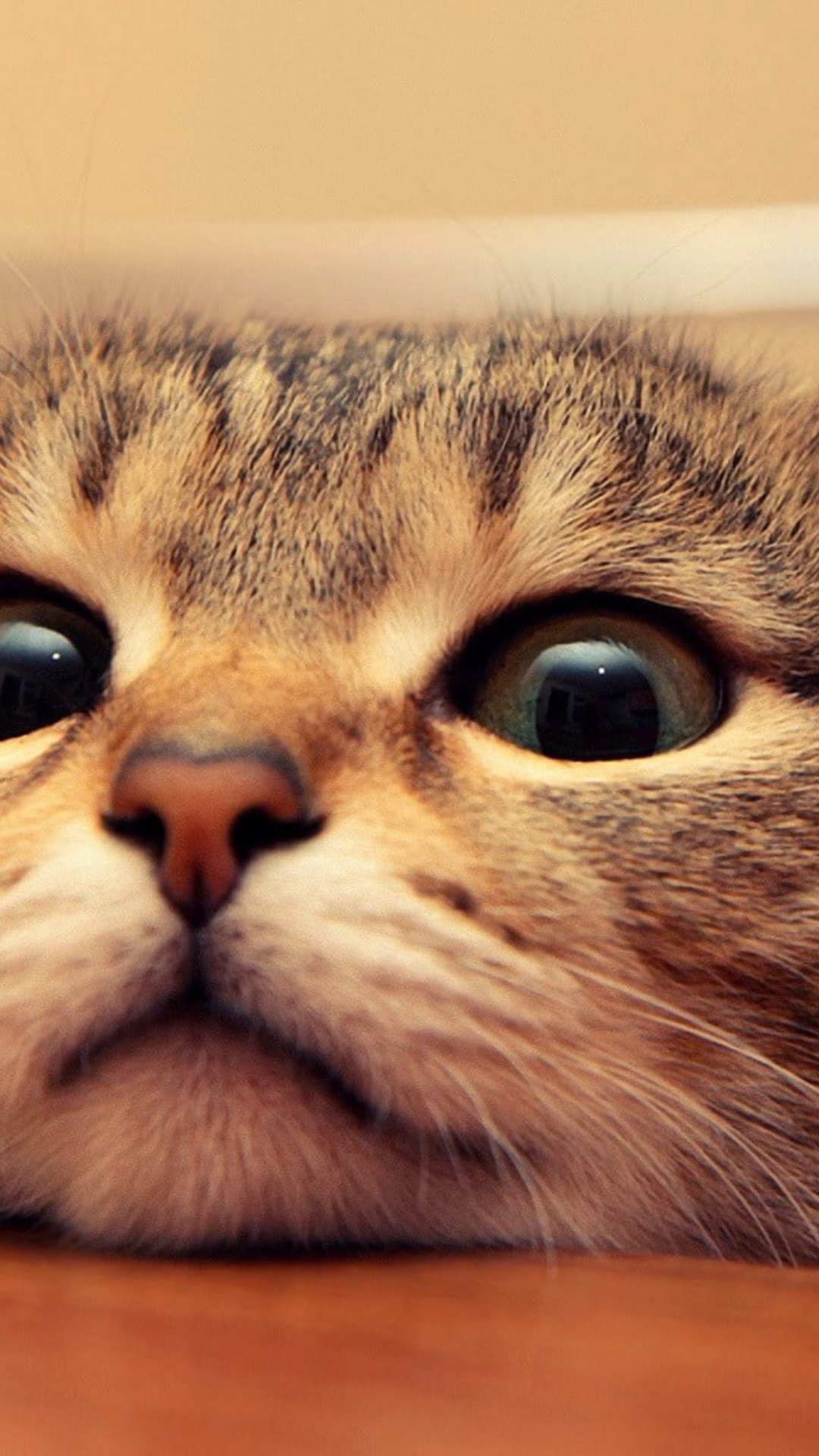 Gato, Gatito, la Lindura, Cabeza, Felidae. Wallpaper in 1080x1920 Resolution