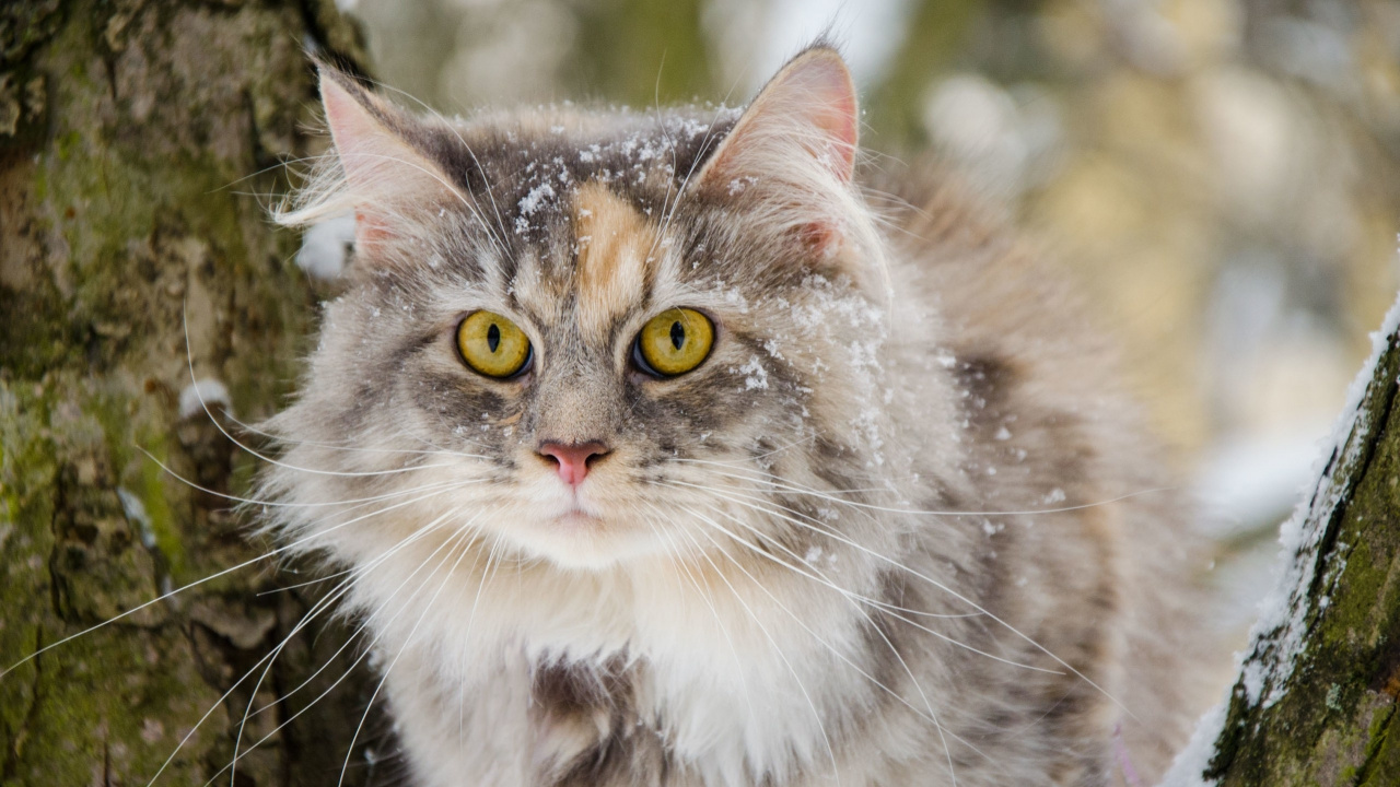 胡须, 西伯利亚的猫, 缅因, 挪威森林猫, 爱琴的猫 壁纸 1280x720 允许