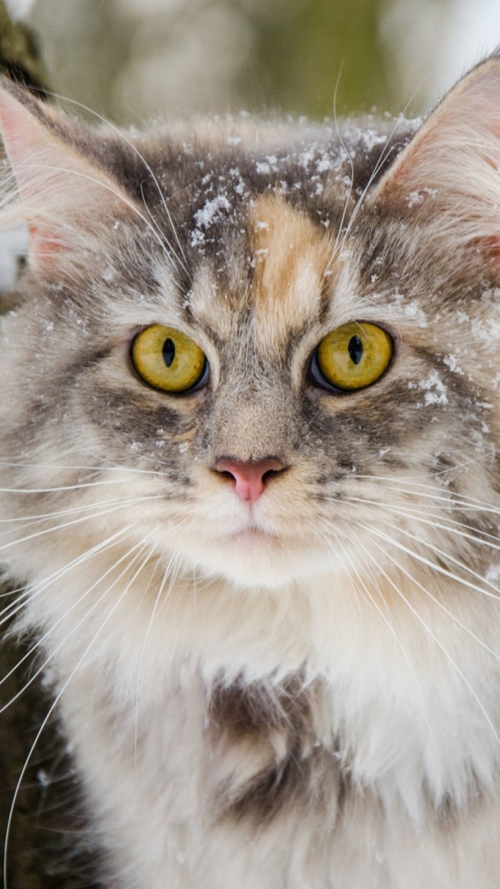 胡须, 西伯利亚的猫, 缅因, 挪威森林猫, 爱琴的猫 壁纸 720x1280 允许