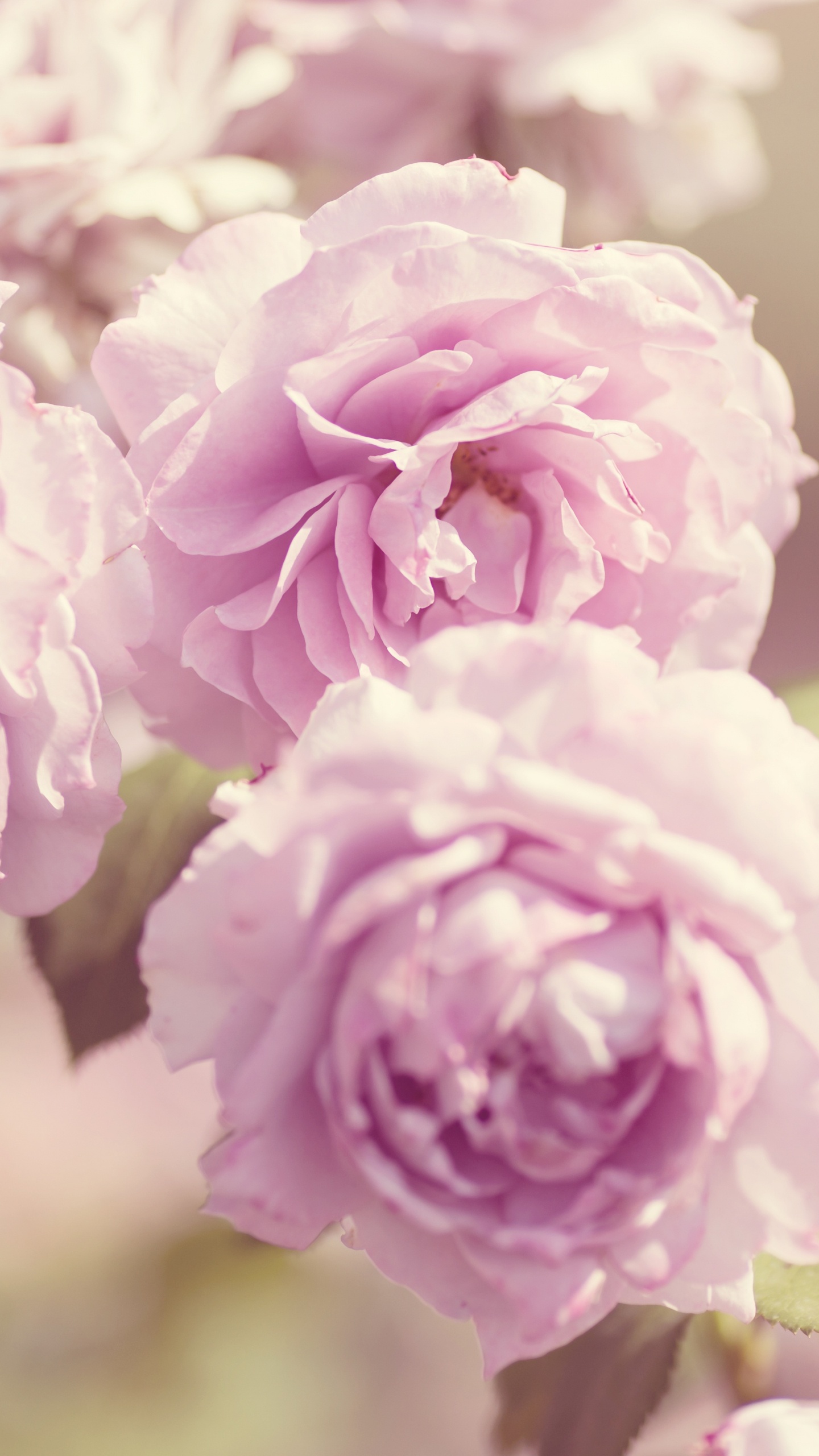 Flor Rosa, En, Macro, Tiro. Wallpaper in 1440x2560 Resolution