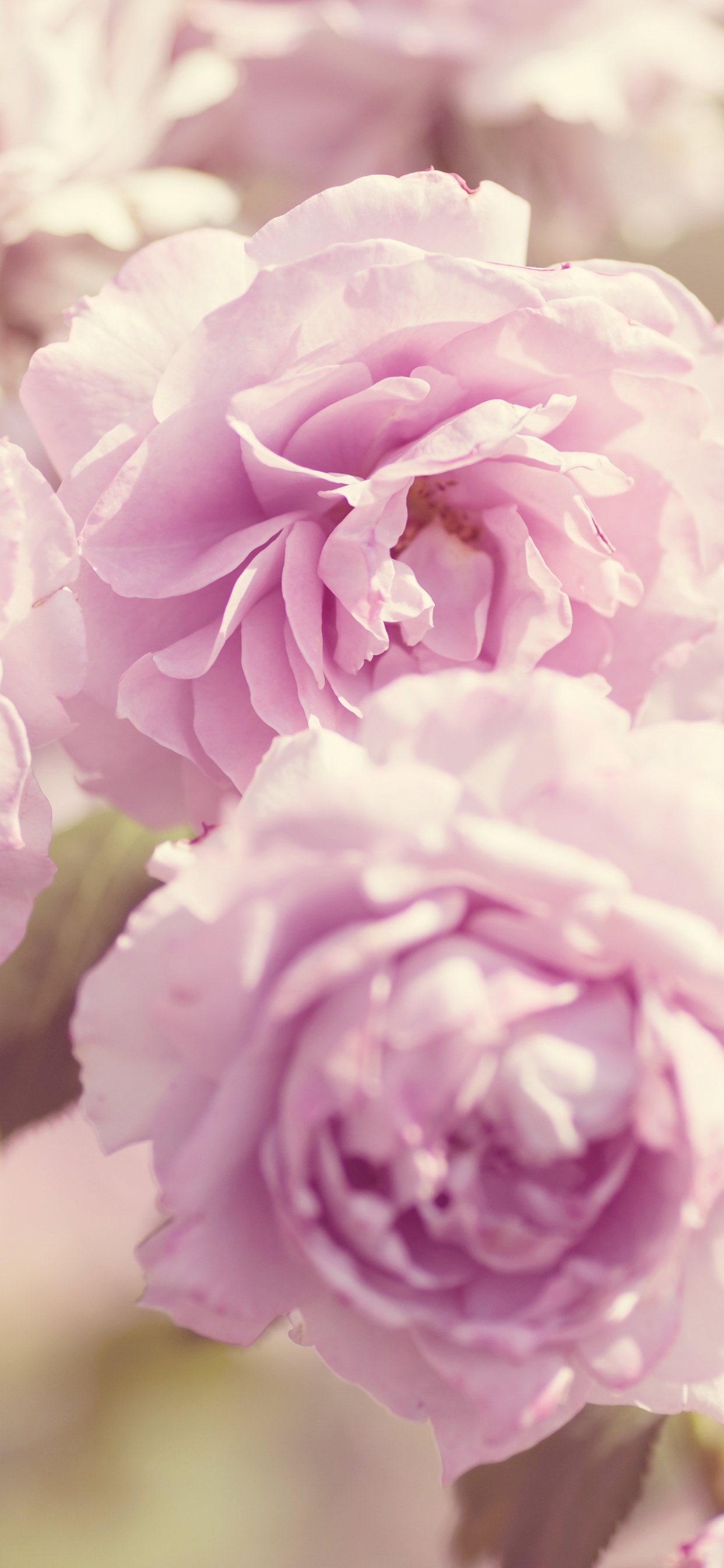 Pink Flower in Macro Shot. Wallpaper in 1242x2688 Resolution