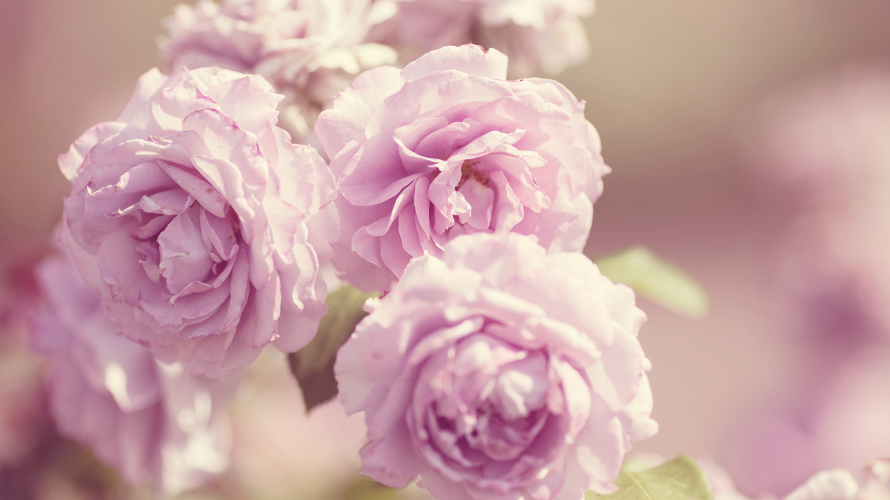 Rosa Blume in Makroaufnahme. Wallpaper in 1280x720 Resolution