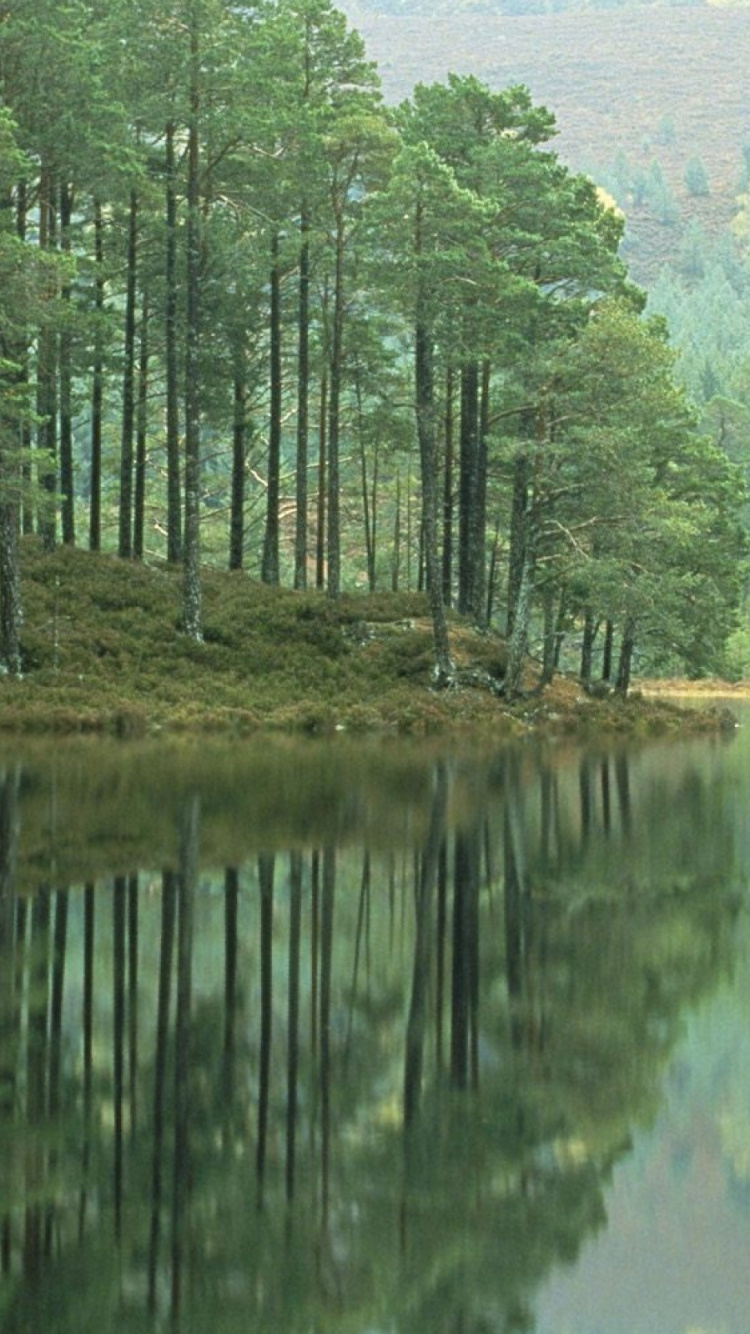 Arbres Verts au Bord du Lac Pendant la Journée. Wallpaper in 750x1334 Resolution