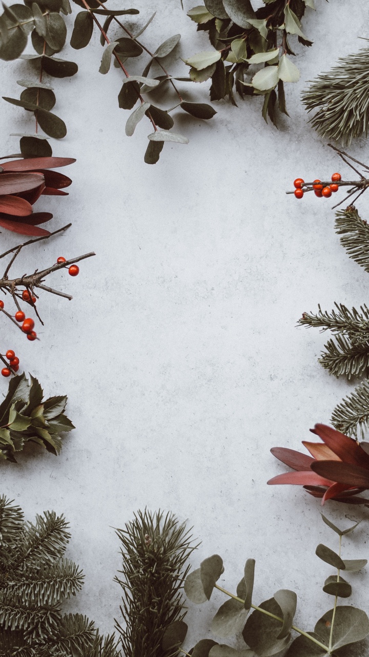 Aesthetics, Plant, Snow, Twig, Branch. Wallpaper in 720x1280 Resolution