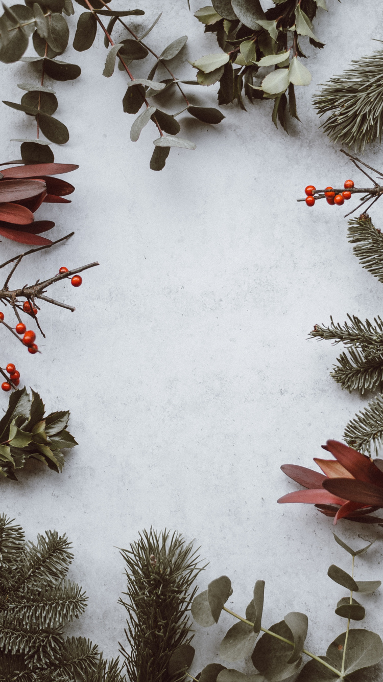 Aesthetics, Plant, Snow, Twig, Branch. Wallpaper in 750x1334 Resolution