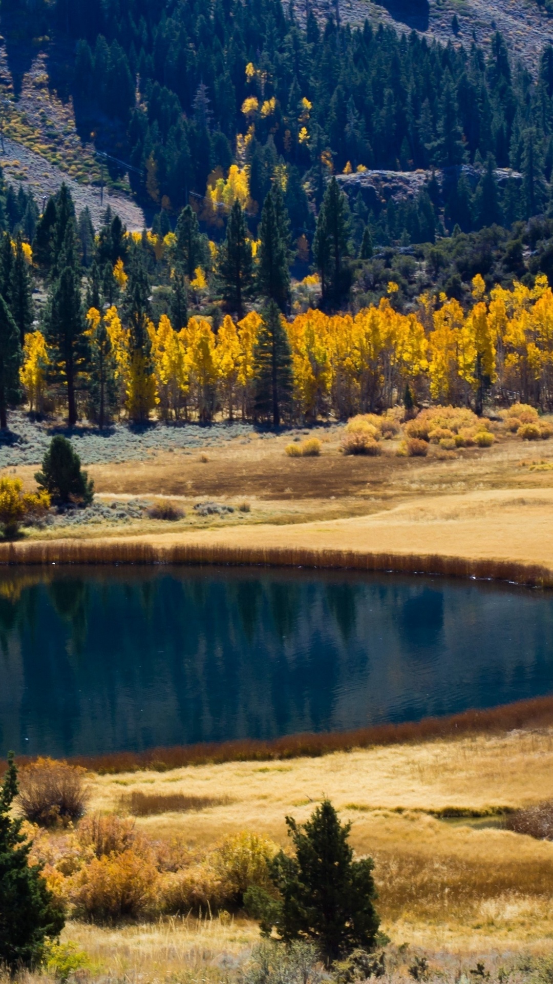 Green Trees Near Lake During Daytime. Wallpaper in 1080x1920 Resolution