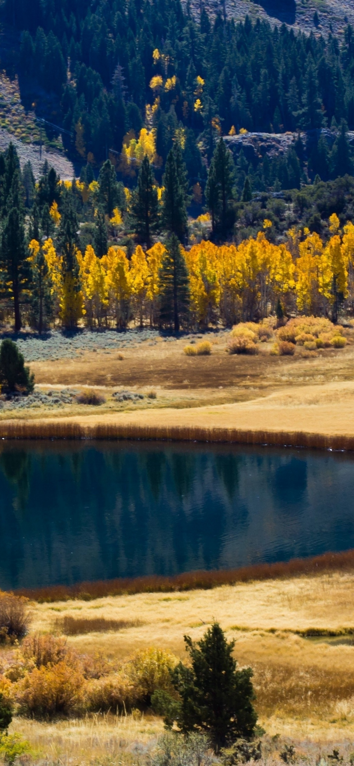 Green Trees Near Lake During Daytime. Wallpaper in 1242x2688 Resolution