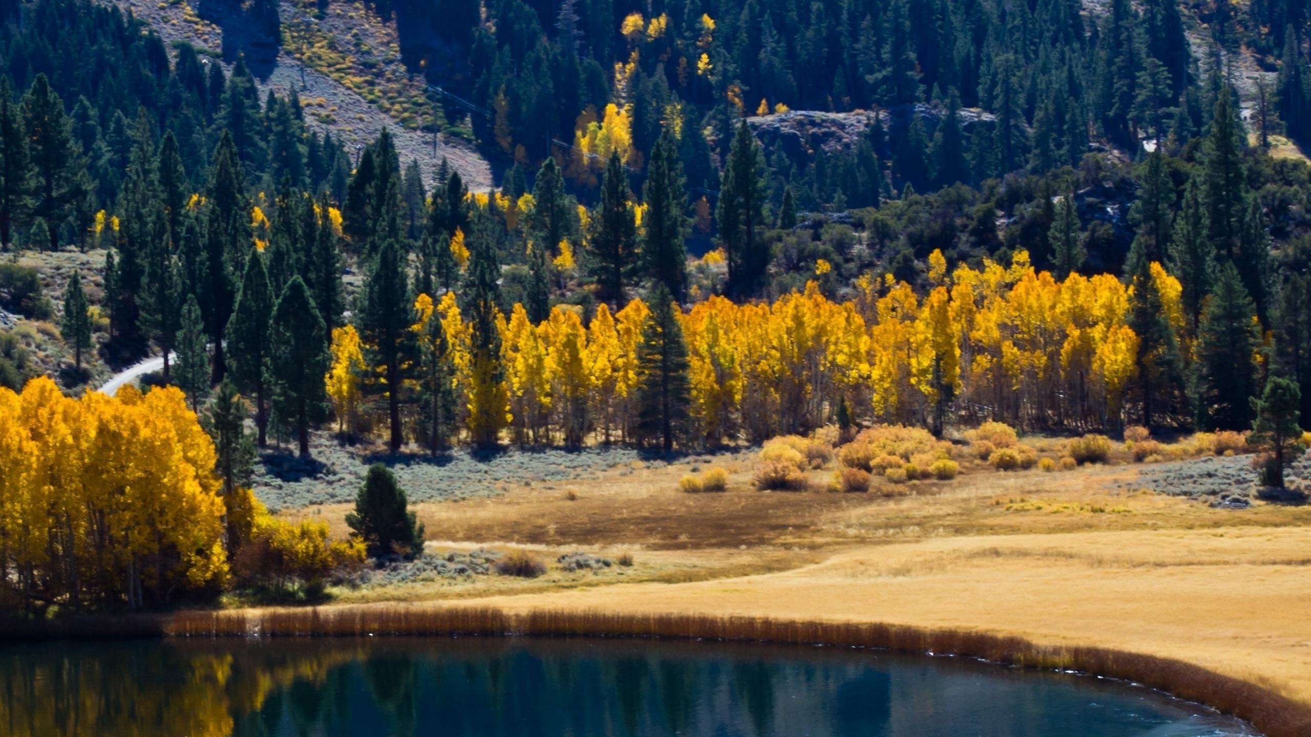 Green Trees Near Lake During Daytime. Wallpaper in 2560x1440 Resolution