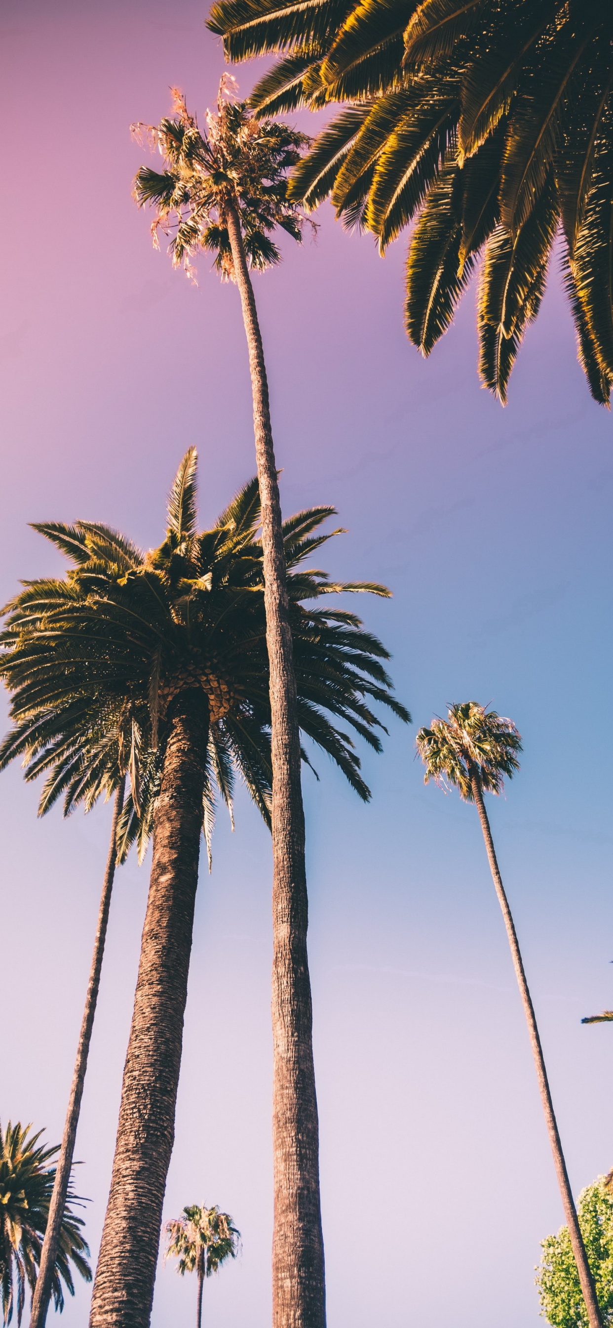 Borassus Flabellifer, Plant, Coconut, Date Palm, Tree. Wallpaper in 1242x2688 Resolution