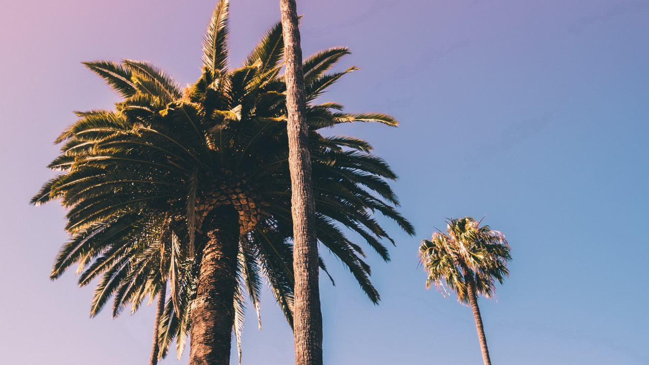 Borassus Flabellifer, Plant, Coconut, Date Palm, Tree. Wallpaper in 1280x720 Resolution