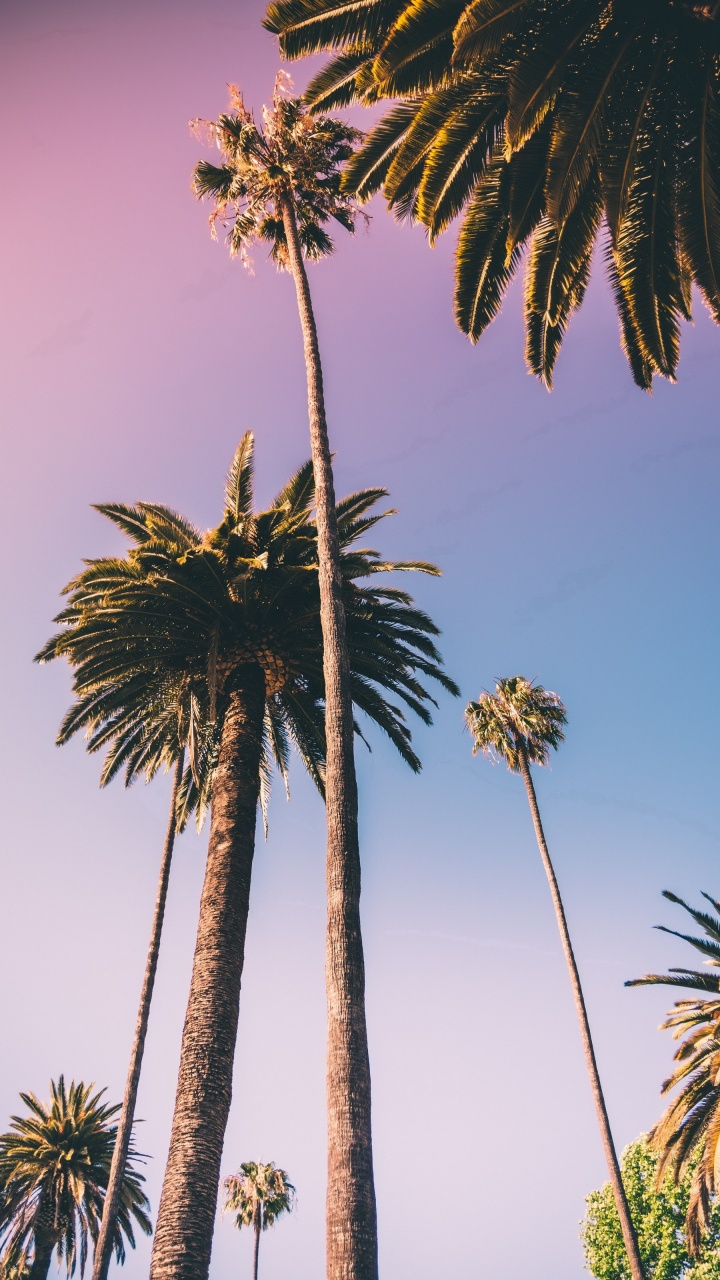 Borassus Flabellifer, Plant, Coconut, Date Palm, Tree. Wallpaper in 720x1280 Resolution