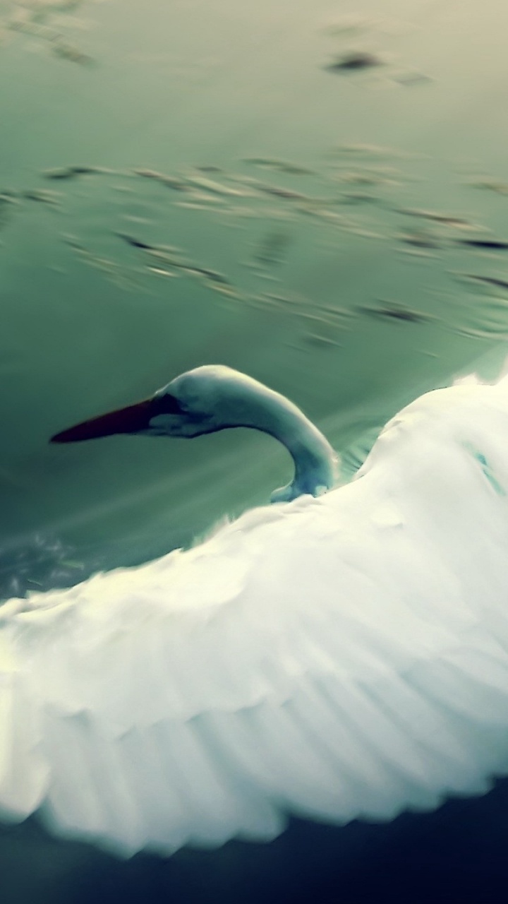 Pájaro Blanco Volando Sobre el Cuerpo de Agua Durante el Día. Wallpaper in 720x1280 Resolution