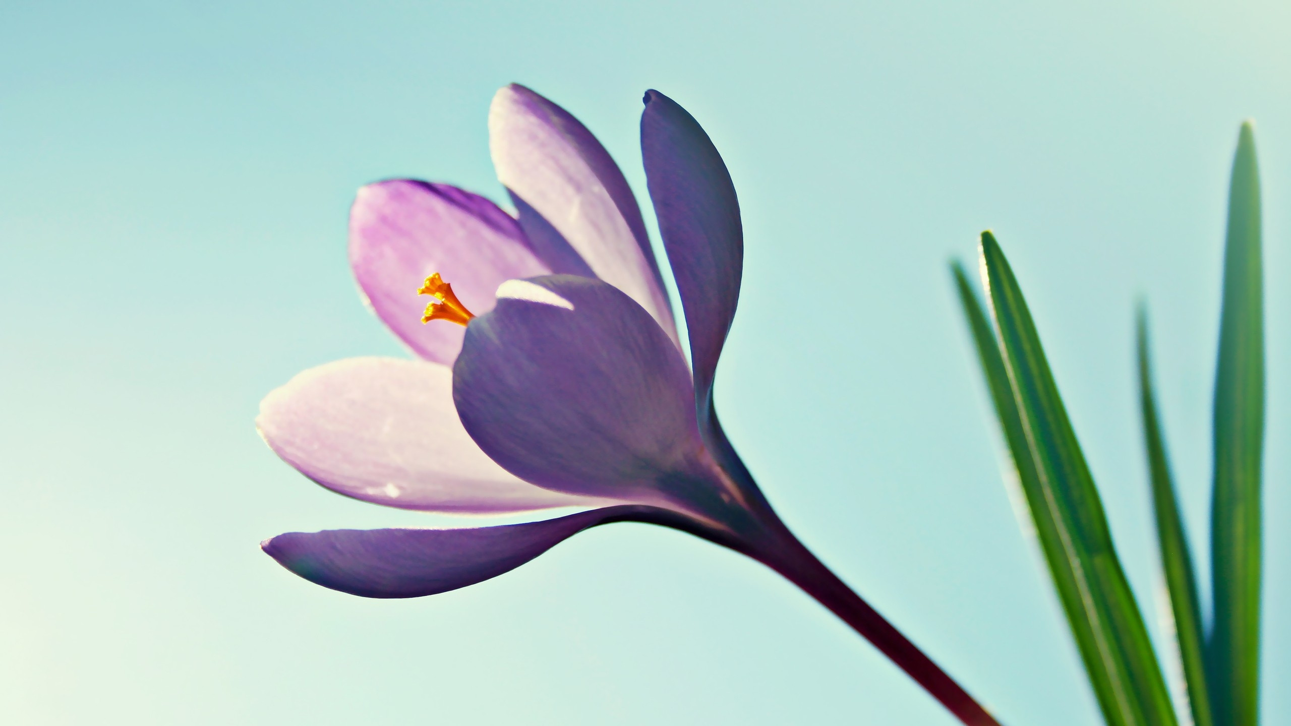 Lila Und Gelbe Blume in Nahaufnahmen. Wallpaper in 2560x1440 Resolution