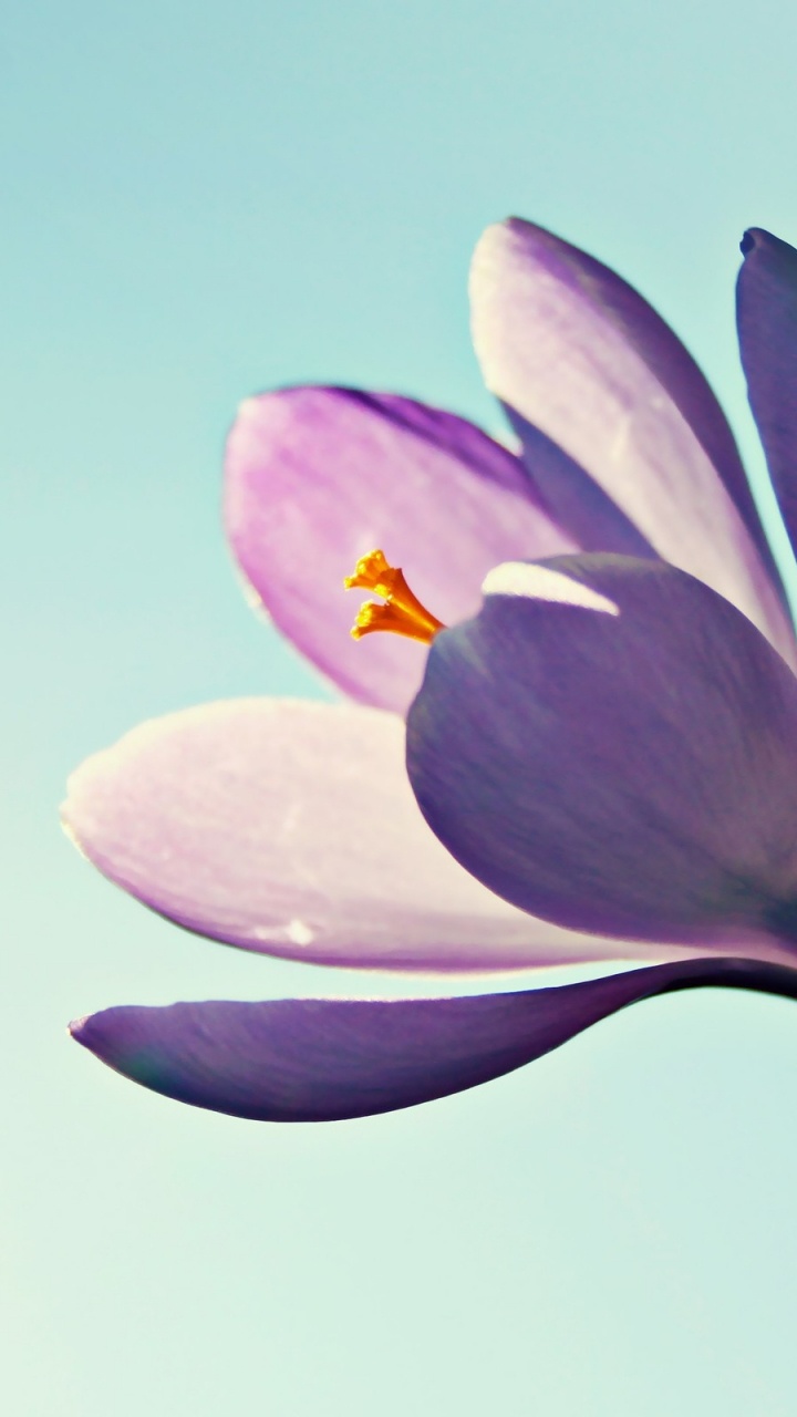 Purple and Yellow Flower in Close up Photography. Wallpaper in 720x1280 Resolution