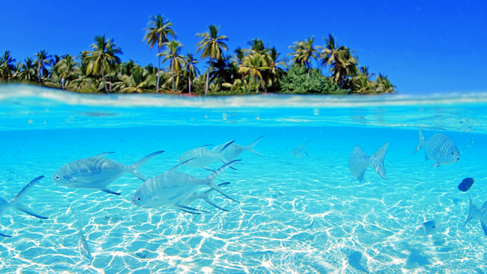 Green Palm Trees on Beach During Daytime. Wallpaper in 1920x1080 Resolution