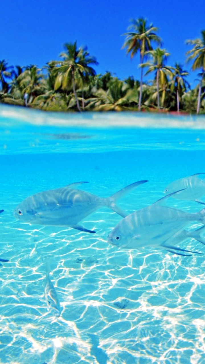 大海, 加勒比, 水上, Azure, 生态系统 壁纸 720x1280 允许