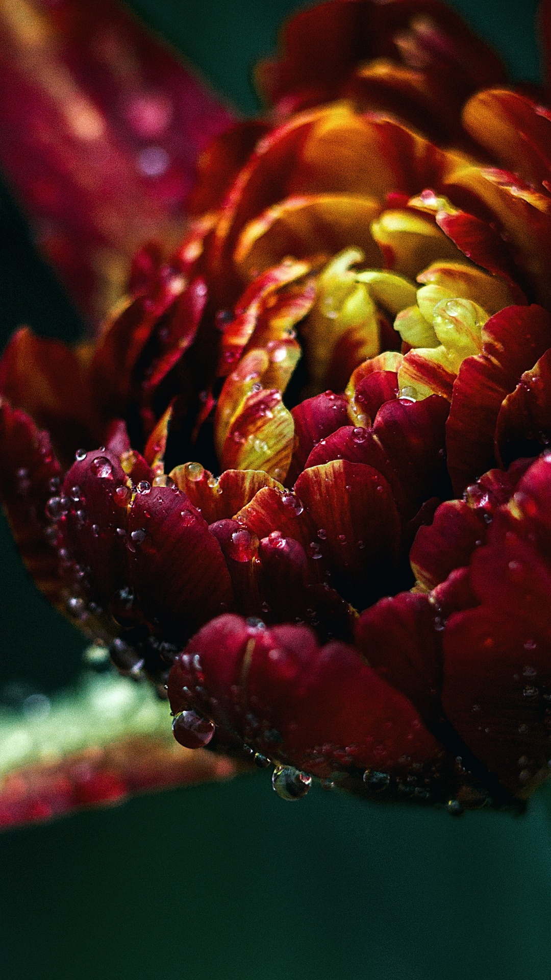 Blütenblatt, Wasser, Tulip, Close Up. Wallpaper in 1080x1920 Resolution