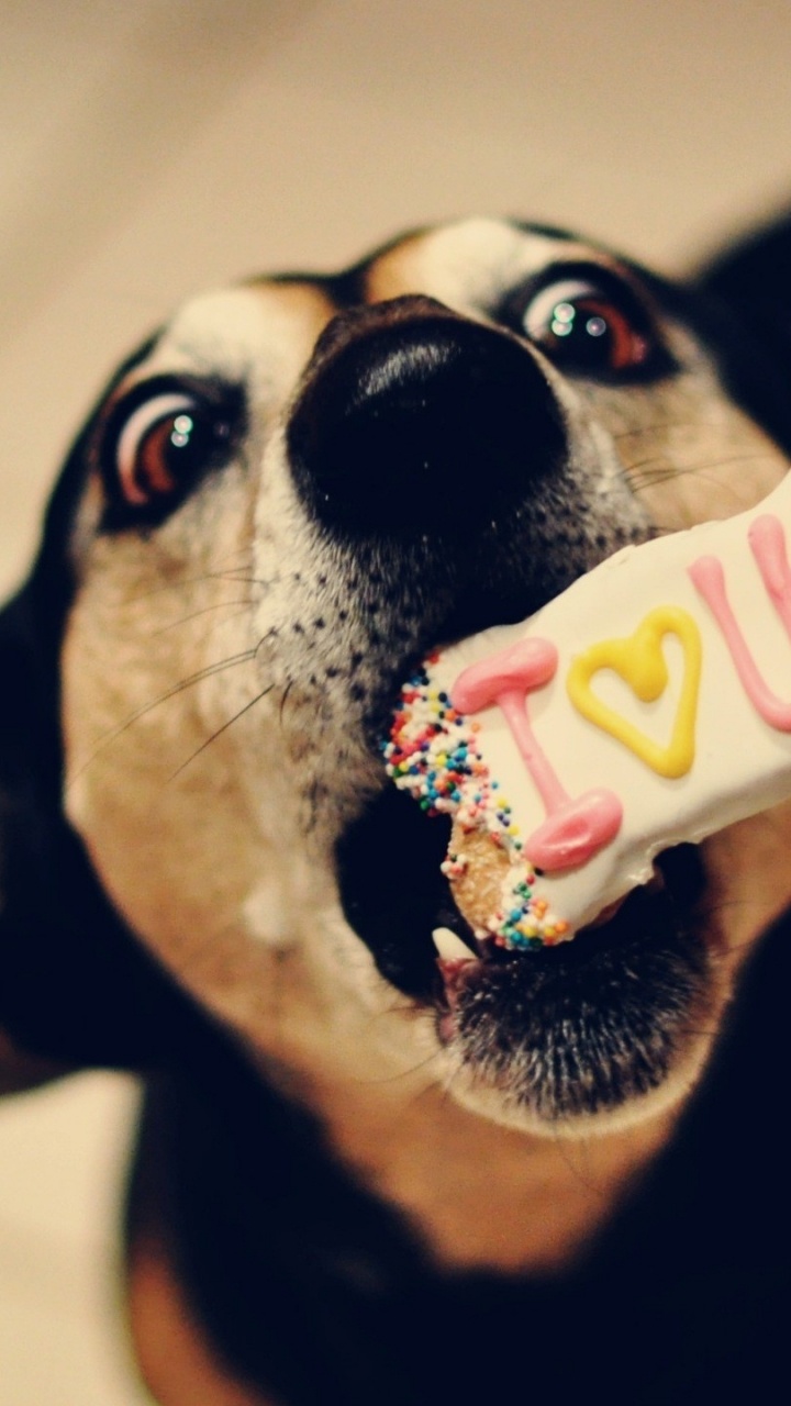 Black and White Short Coated Dog. Wallpaper in 720x1280 Resolution