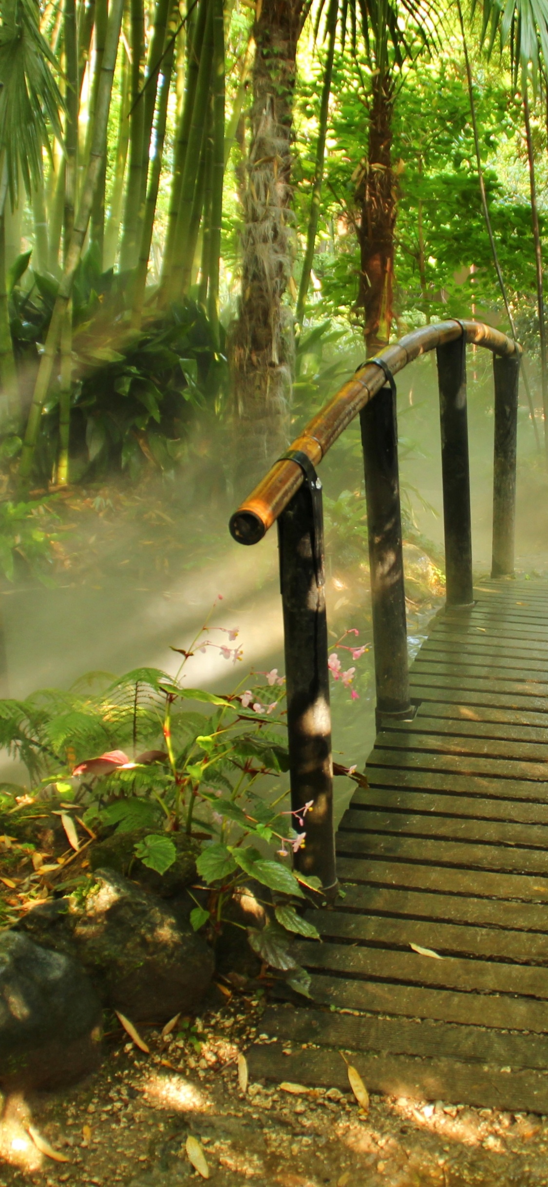 Pont en Bois Brun Dans Les Bois. Wallpaper in 1125x2436 Resolution