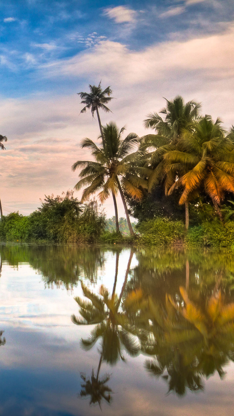 Green Palm Trees Beside Body of Water Under Blue Sky and White Clouds During Daytime. Wallpaper in 750x1334 Resolution