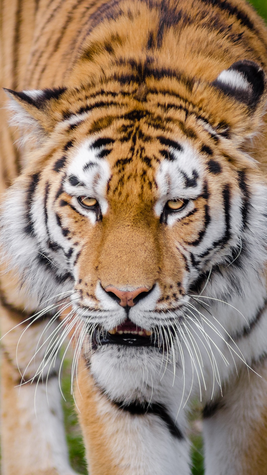Tigre Marchant Sur L'herbe Verte Pendant la Journée. Wallpaper in 1080x1920 Resolution