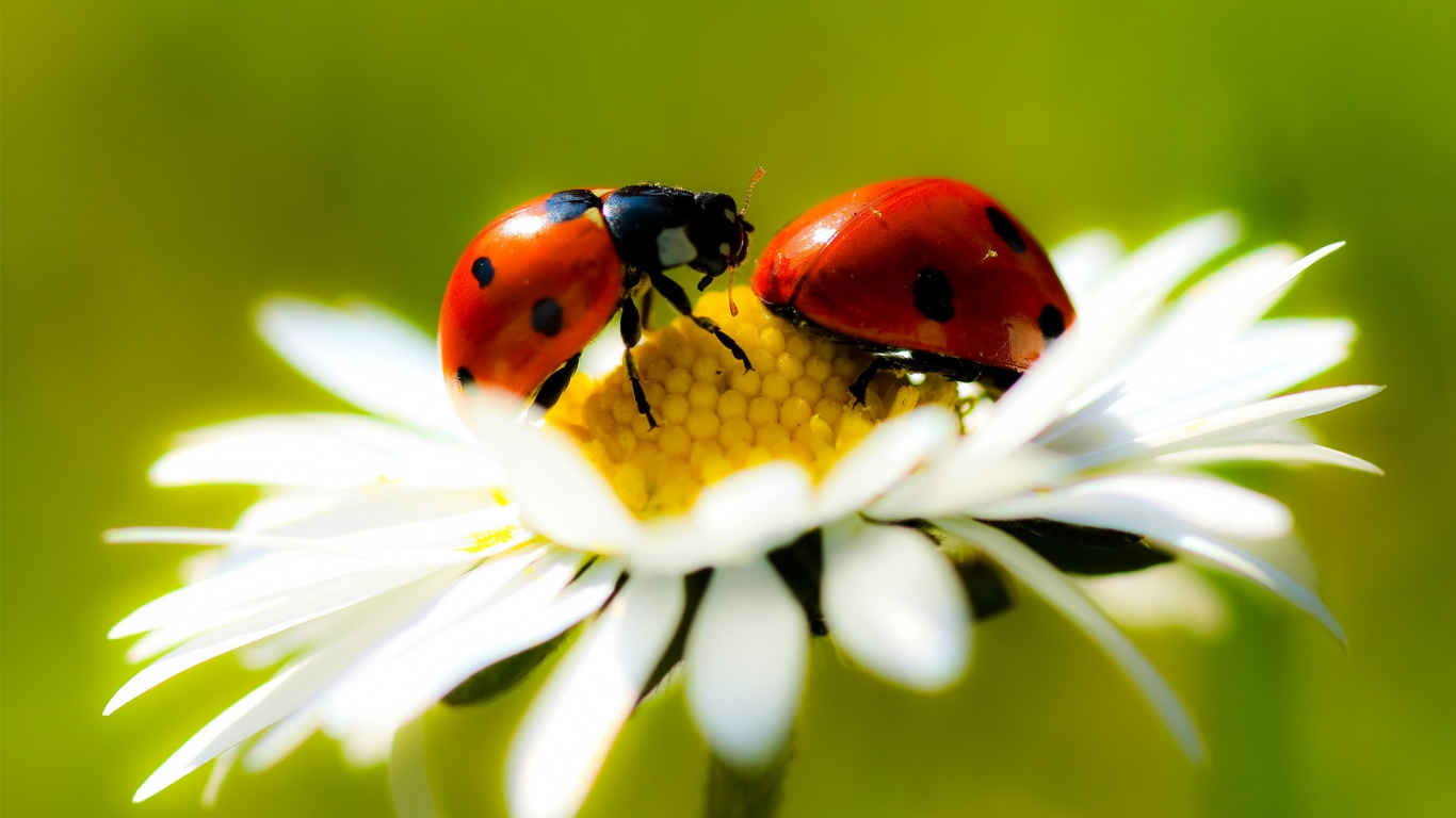 Coccinelle Rouge Perchée Sur Une Marguerite Blanche en Photographie Rapprochée Pendant la Journée. Wallpaper in 1366x768 Resolution