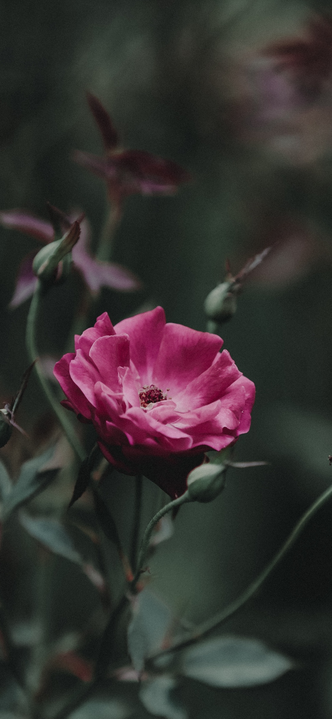 Rose Rose en Fleurs Pendant la Journée. Wallpaper in 1125x2436 Resolution
