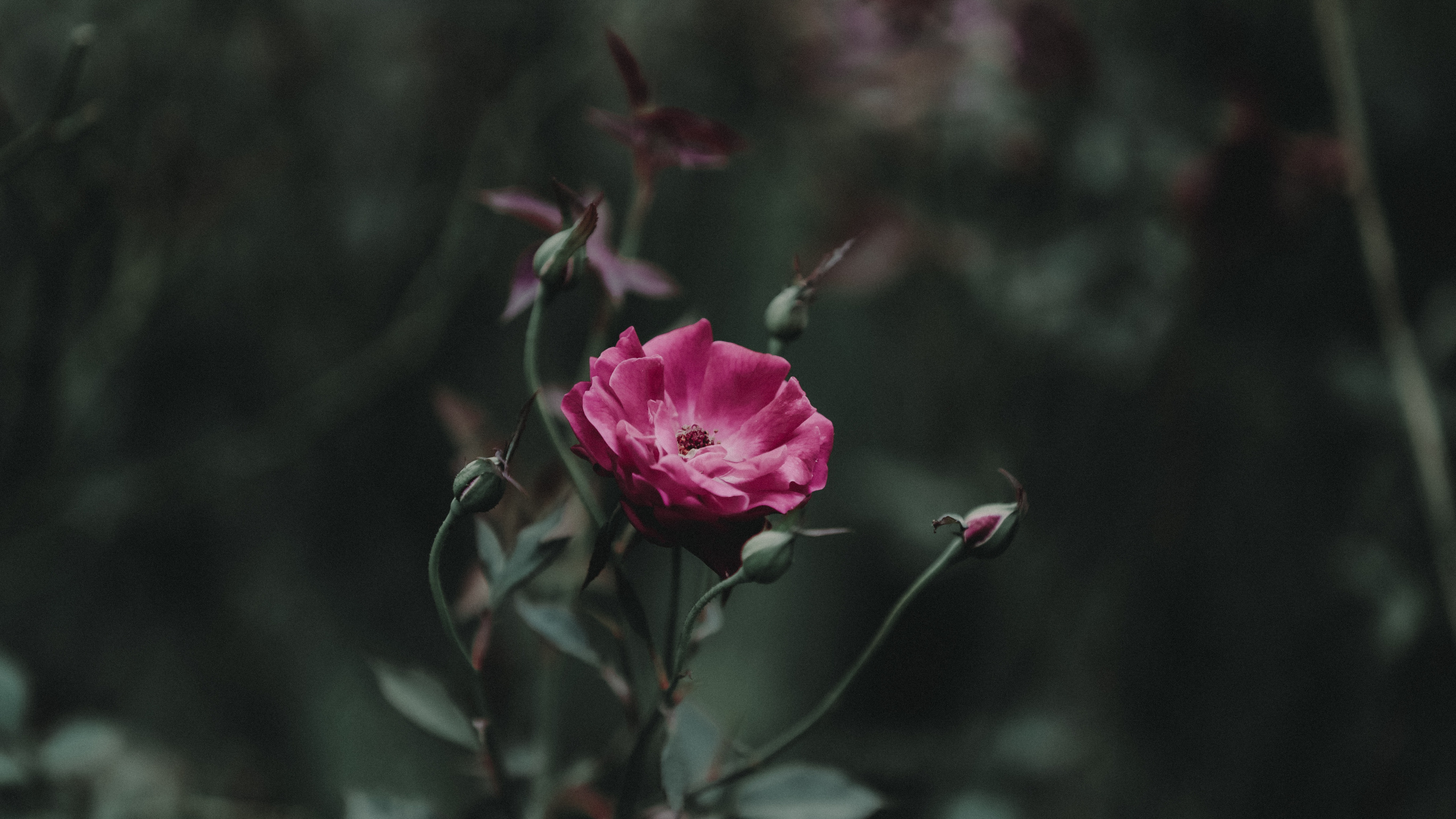 Rose Rose en Fleurs Pendant la Journée. Wallpaper in 2560x1440 Resolution