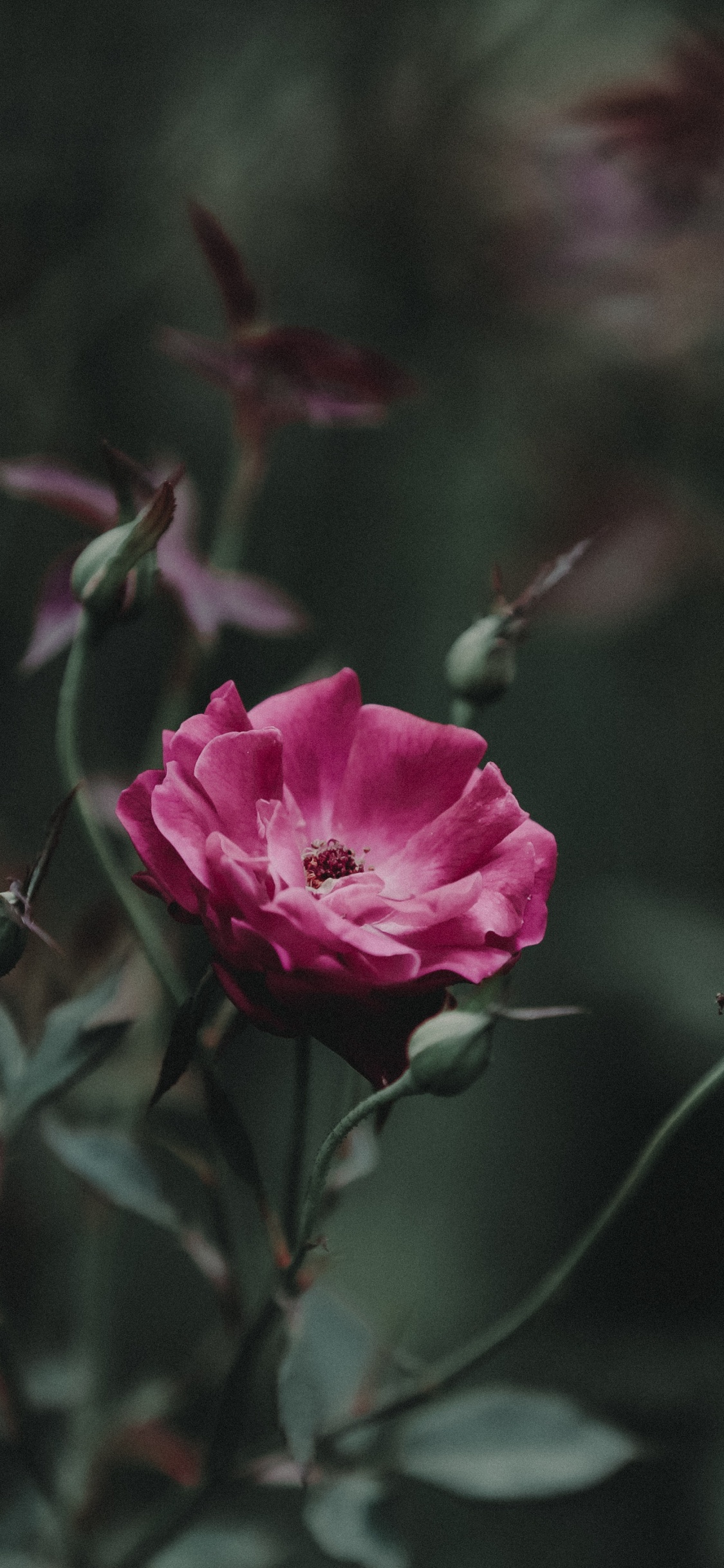 Pink Rose in Bloom During Daytime. Wallpaper in 1125x2436 Resolution