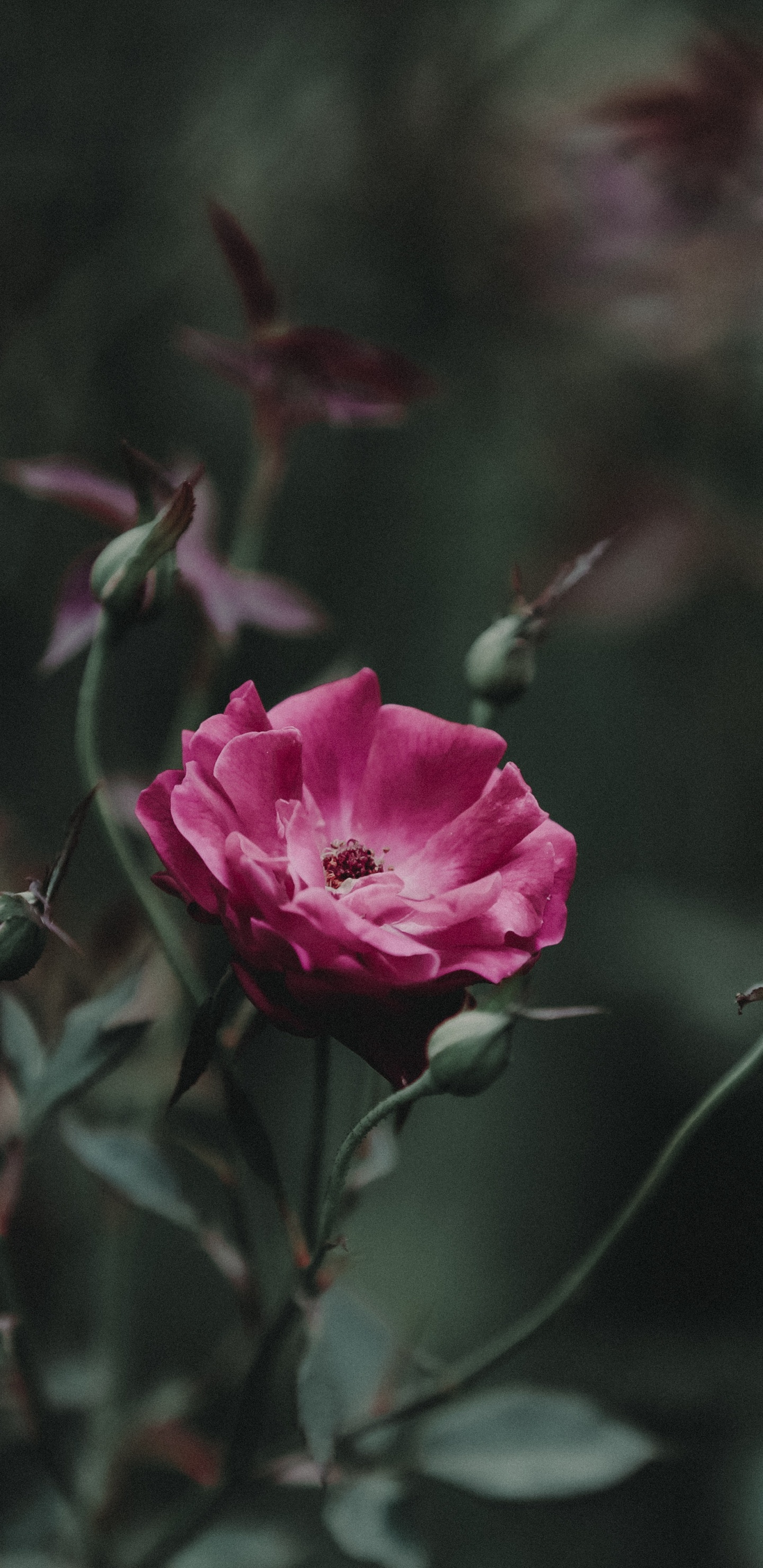 Pink Rose in Bloom During Daytime. Wallpaper in 1440x2960 Resolution