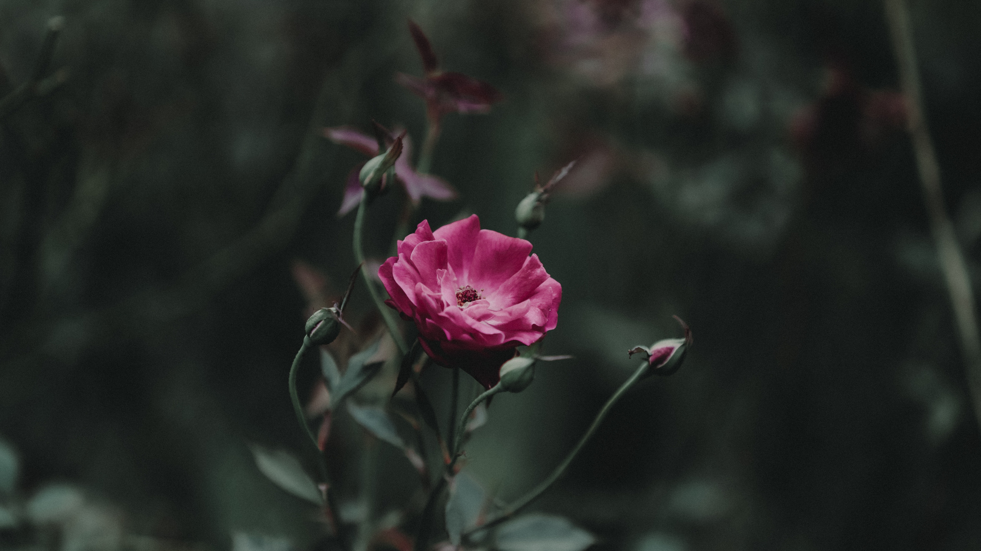 Pink Rose in Bloom During Daytime. Wallpaper in 1920x1080 Resolution