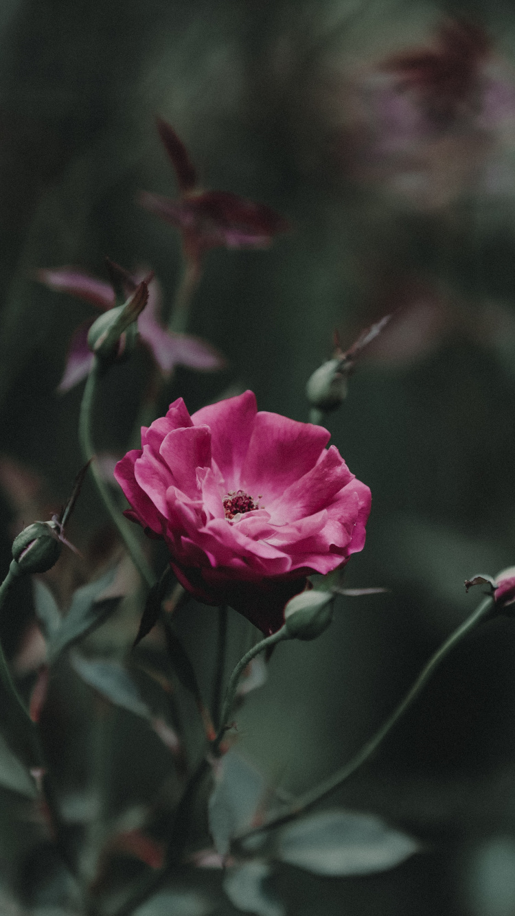 Pink Rose in Bloom During Daytime. Wallpaper in 750x1334 Resolution