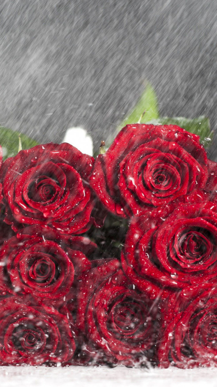 Rose Love Flowers, Rose, Flower, Flower Bouquet, Black Rose. Wallpaper in 750x1334 Resolution